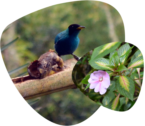 biodiversidad
