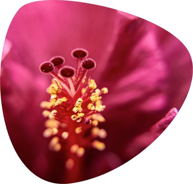 flor